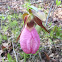 Pink lady's slipper