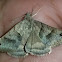 Forage looper moth