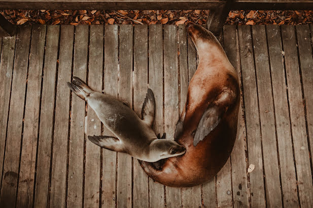 Весільний фотограф Gabo Sandoval (gabosandoval). Фотографія від 25 січня 2023