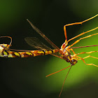 Giant Ichneumon Wasp