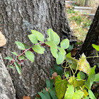 coralberry