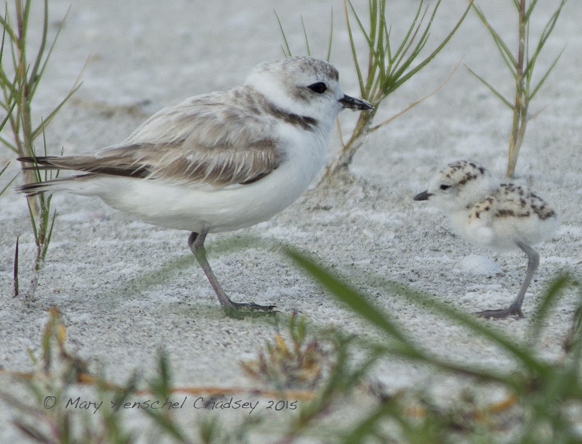 Snowy Plover