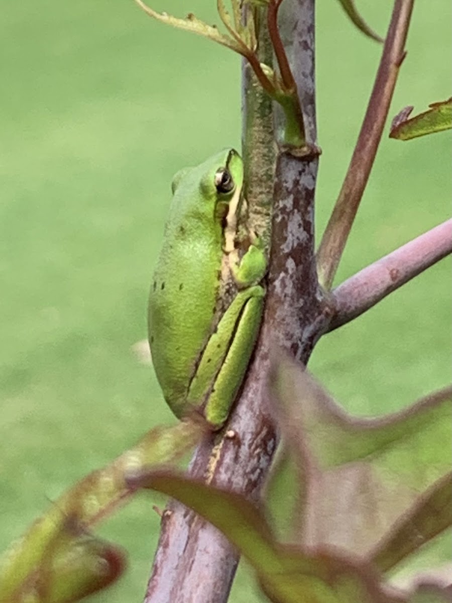 Eastern Sedge Frog