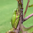 Eastern Sedge Frog