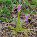 Ophrys bertolonii