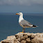 The lesser black-backed gull