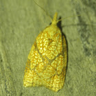 Reticulated Fruitworm Moth