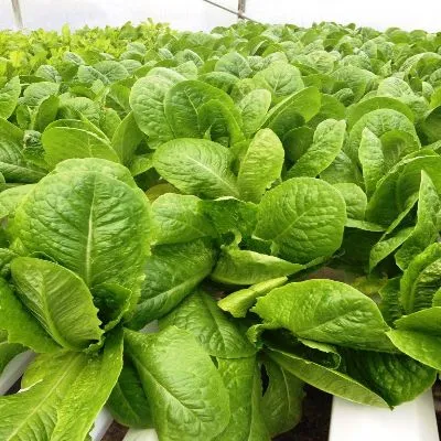 Starfresh Hydroponic Lettuce Romaine Prepack 1 Pc