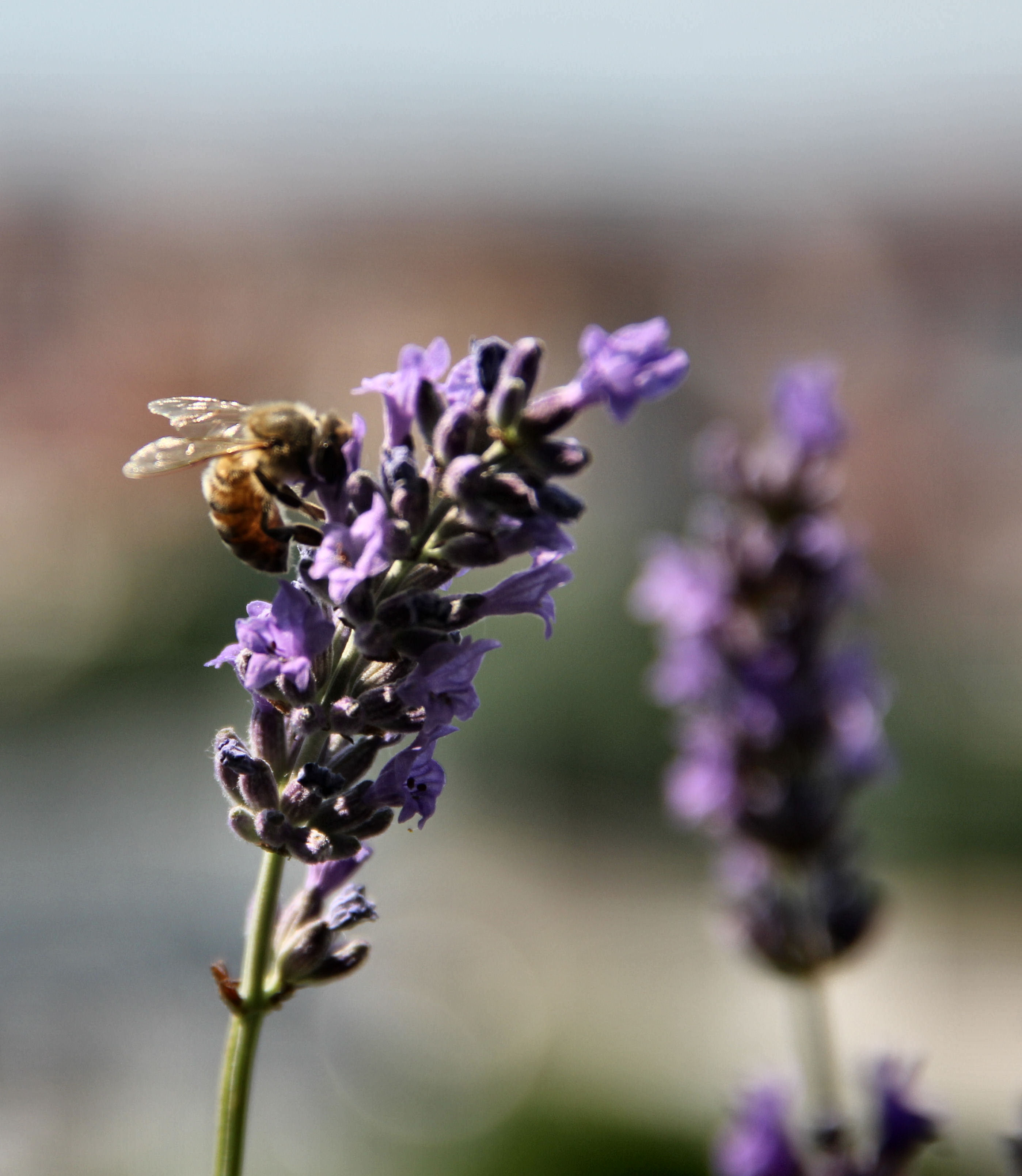 lavanda di smpaint