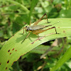 Common Bush Cricket