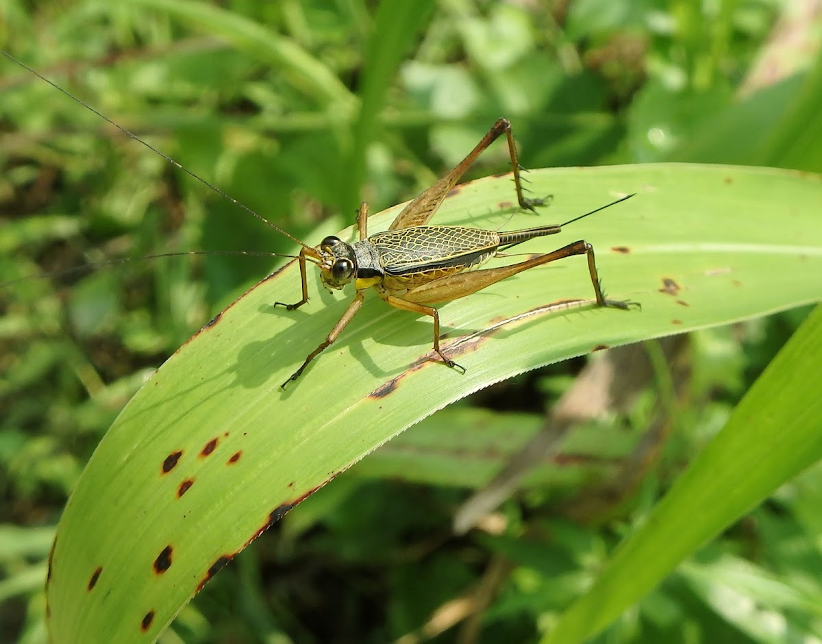 Common Bush Cricket