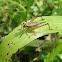 Common Bush Cricket