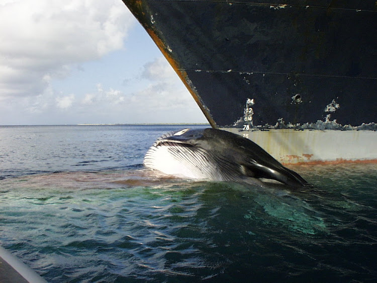 A struck whale can be carried unnoticed far from the site of the collision.