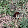 Woolly Bear Caterpillar