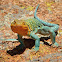 Common Collared Lizard