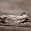 Pale Gray Bird-dropping Moth - 1014