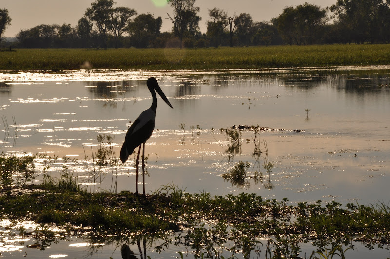 Kakadu - Australia di KrapyPhoto