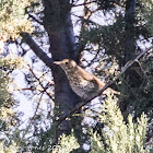 Song Thrush; Zorzal Común