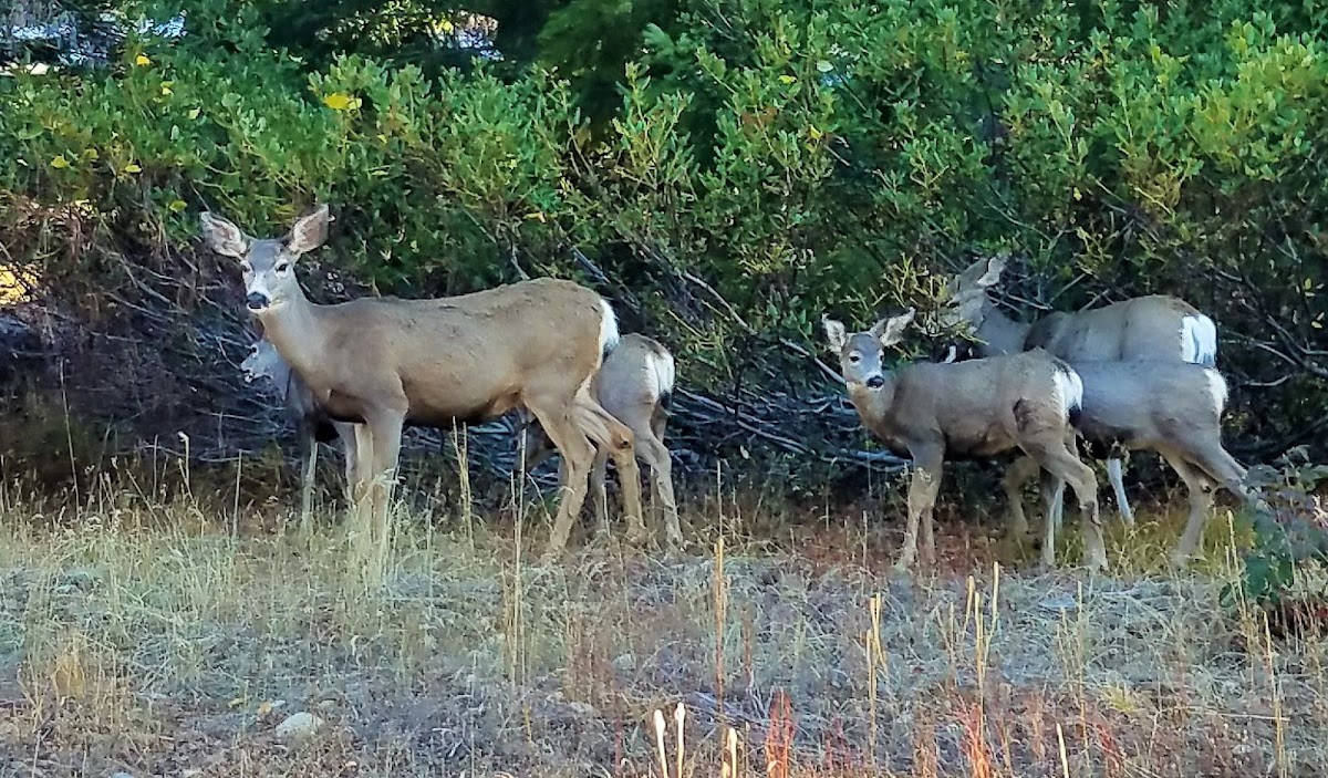 Mule deer