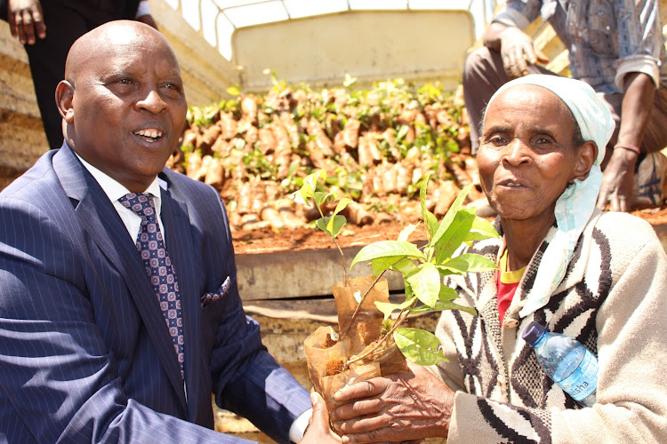 Nyeri Governor Mutahi Kahiga presents tea seedlings to a farmer in Othaya, Nyeri county