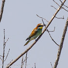 Bee-eater; Abejaruco