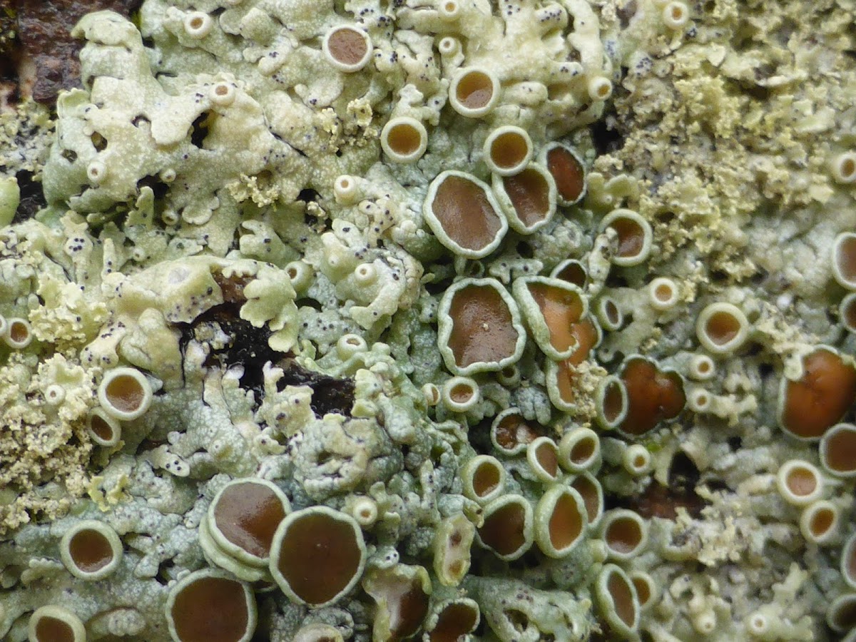 Hoary Rosette Lichen