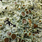 Hoary Rosette Lichen