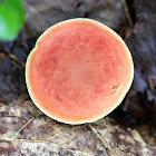 Ruby Bolete