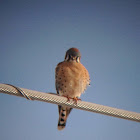 American Kestrel