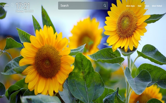 Sunflowers HD Wallpapers New Tab