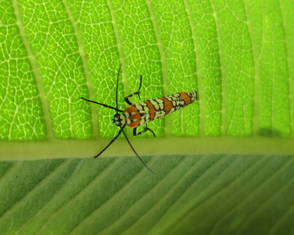 Ailanthus Webworm Moth