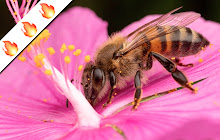 Bees HD Wallpapers Background Theme small promo image