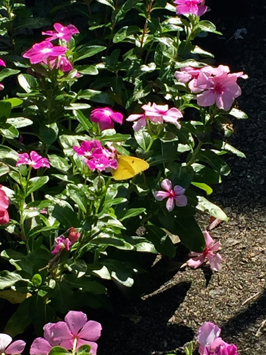 Cloudless Sulphur