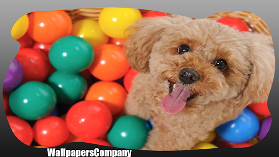 How to mod Poodle Wallpaper 1.0 unlimited apk for android