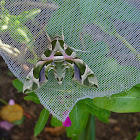 Oleander Hawk Moth