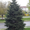 Blue Spruce