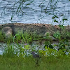 Mugger Crocodile / marsh crocodile (Freshwater Crocodile)