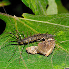 House Centipede