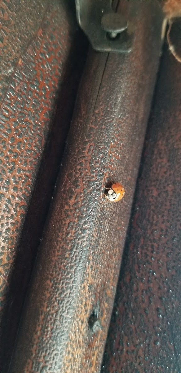 Ladybug