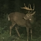 white tail deer