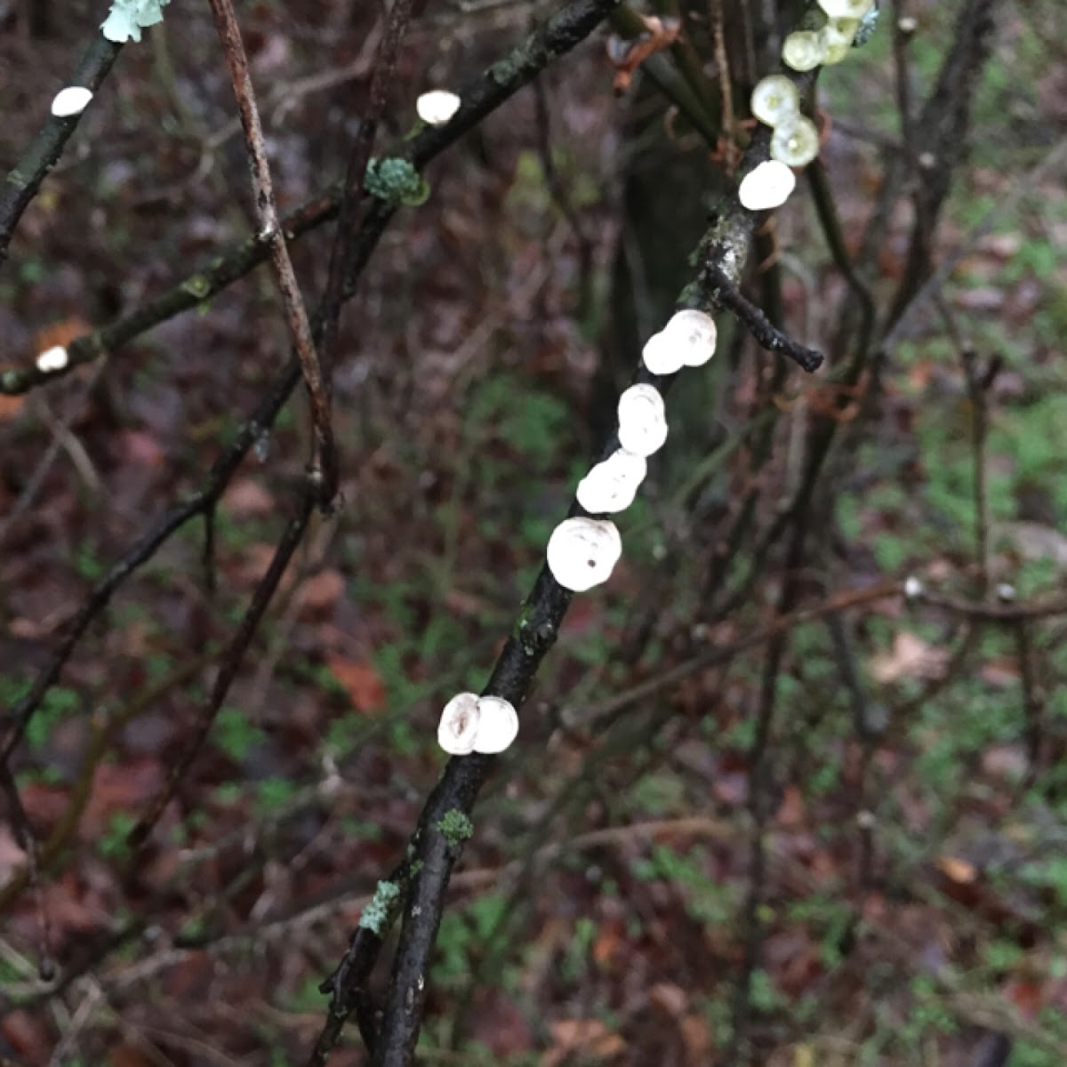 Little Nest Polypore