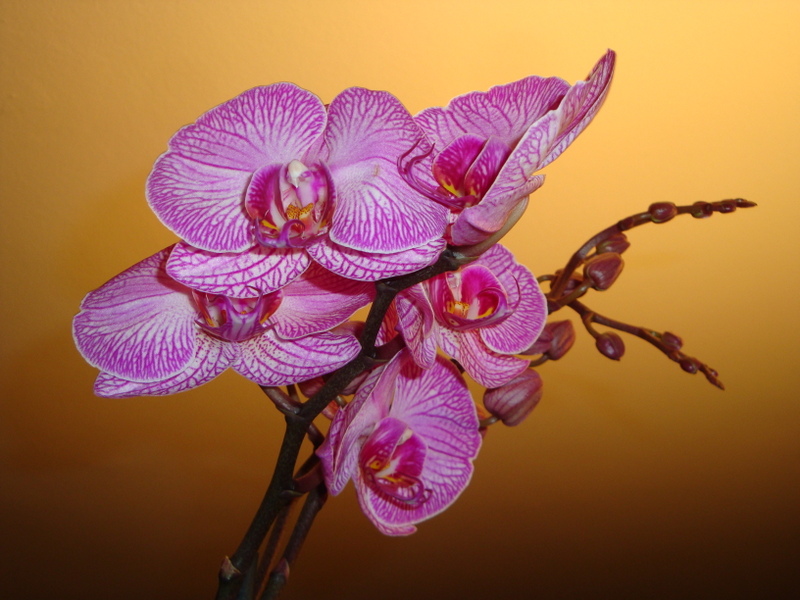 Farfalla di Phalaenopsis di clagia