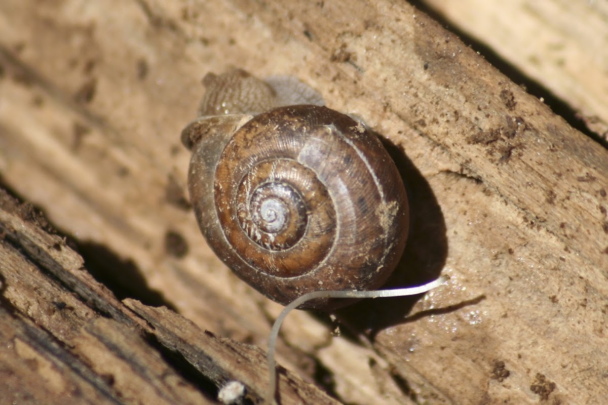 Unknown snail