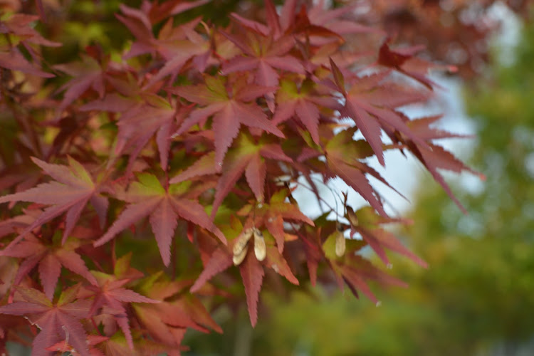 ハイエースバンのドライブ・紅葉・牛窓オリーブ園・一眼レフ・大自然は良きに関するカスタム事例の投稿画像2枚目