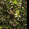 Eastern towhee