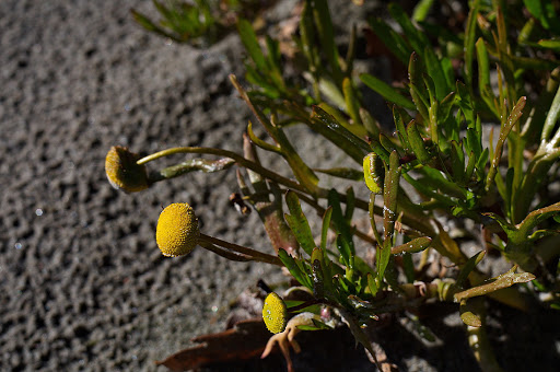 Cotula coronopifolia