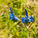 Delphinium