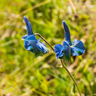 Delphinium