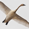 Trumpeter Swan