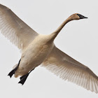 Trumpeter Swan